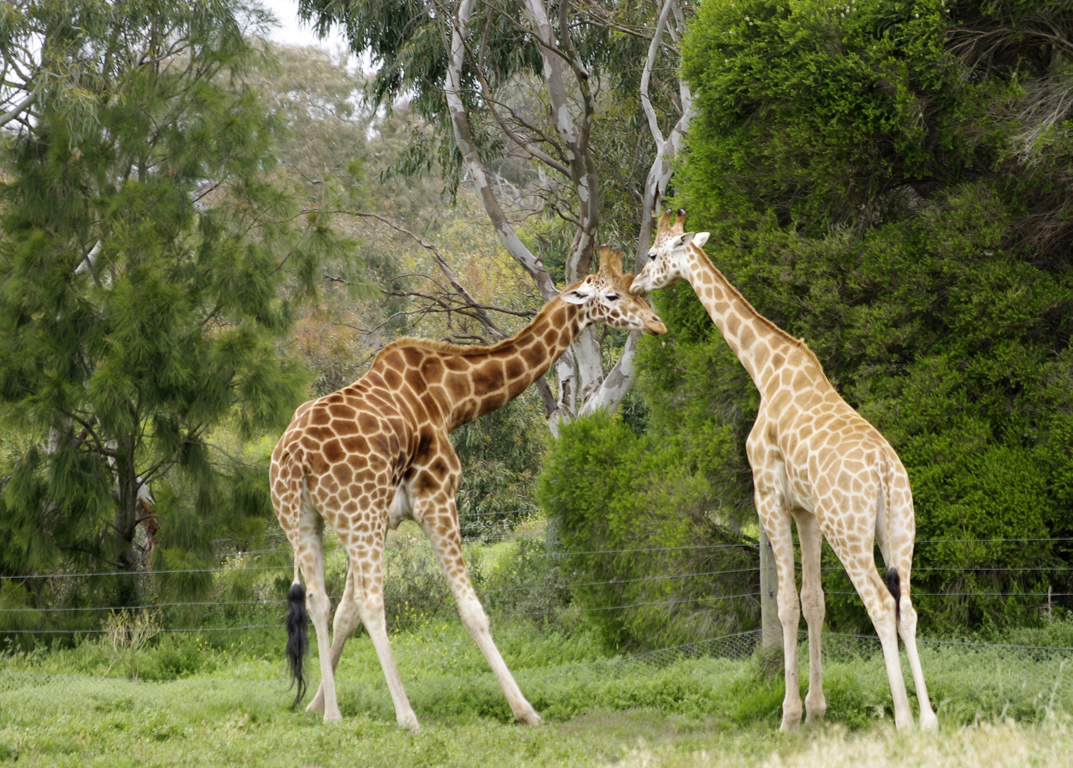 werribee-zoo-4-waverley-camera-club